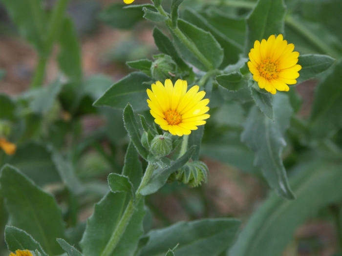 Calendula arvensis