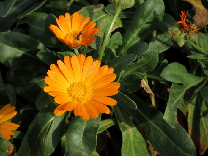 Календула лекарственная цветки