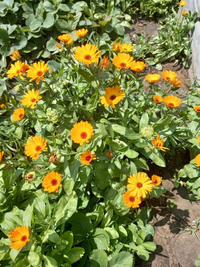 Календула желтый хулиган