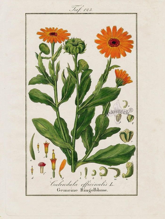 Календула лекарственная ботаника