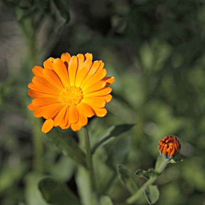 Высокорослая календула