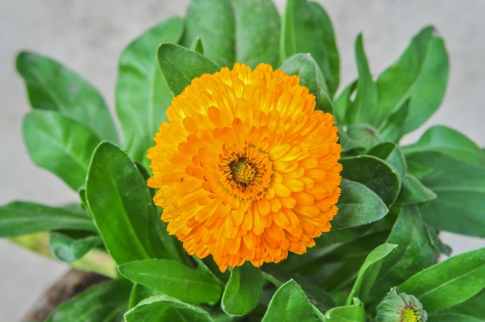 Календула оффициналис