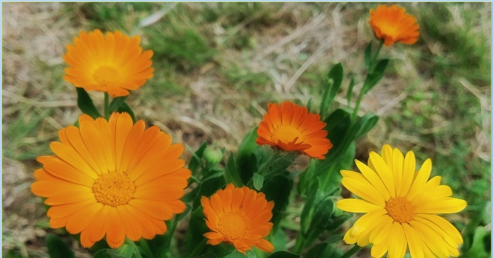 Календула мэриголд