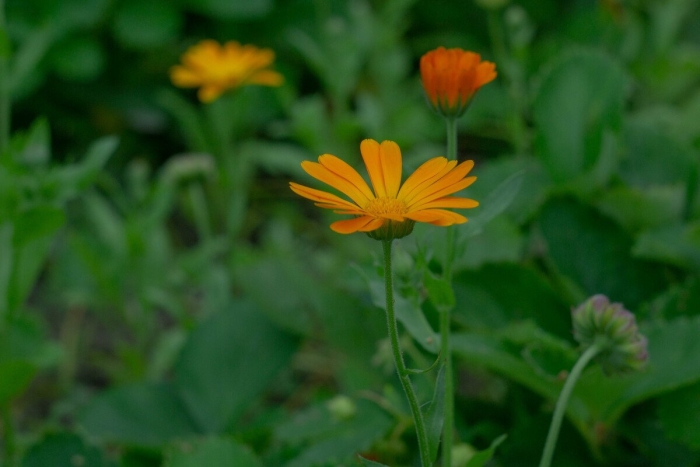 Цветки календулы