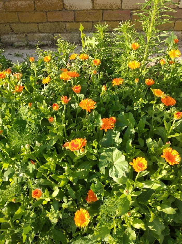 Как растет календула