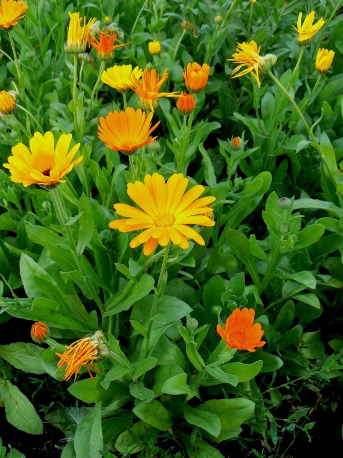 Calendula officinalis l