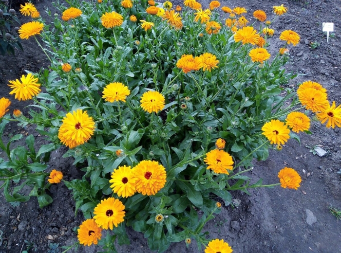 Календула кальта