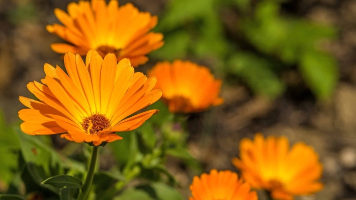 Календула ноготки