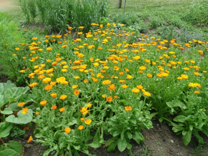 Календула оранж кинг