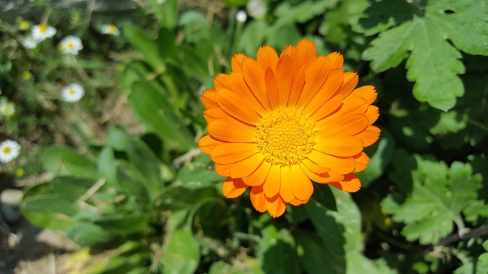 Calendula officinalis