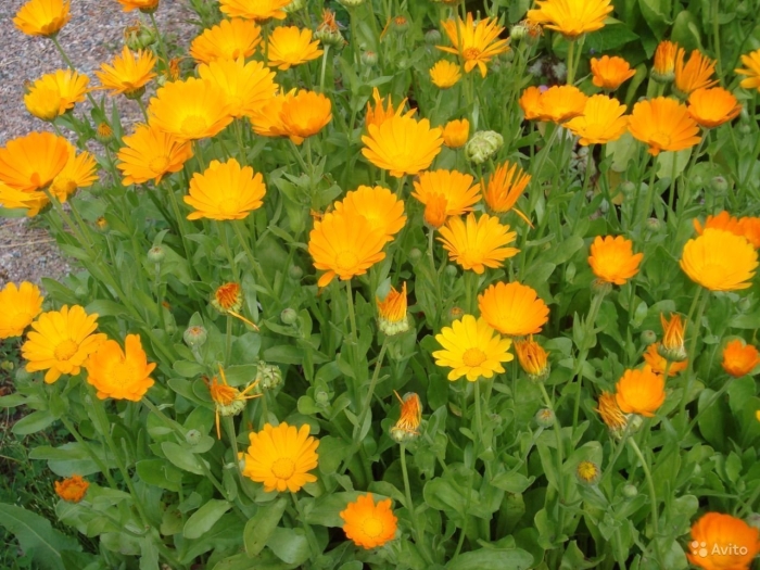 Календула полевая (calendula arvensis)