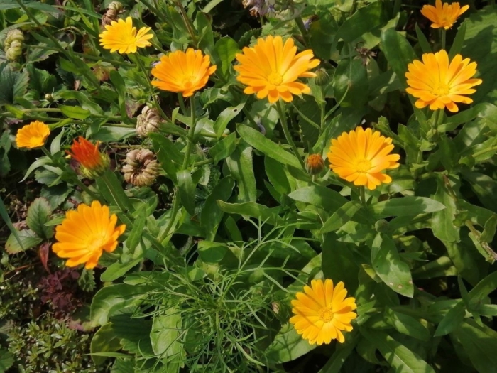 Календула лекарственная