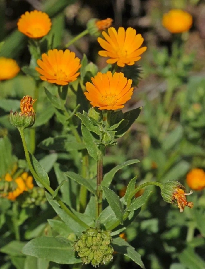 Цветок календула