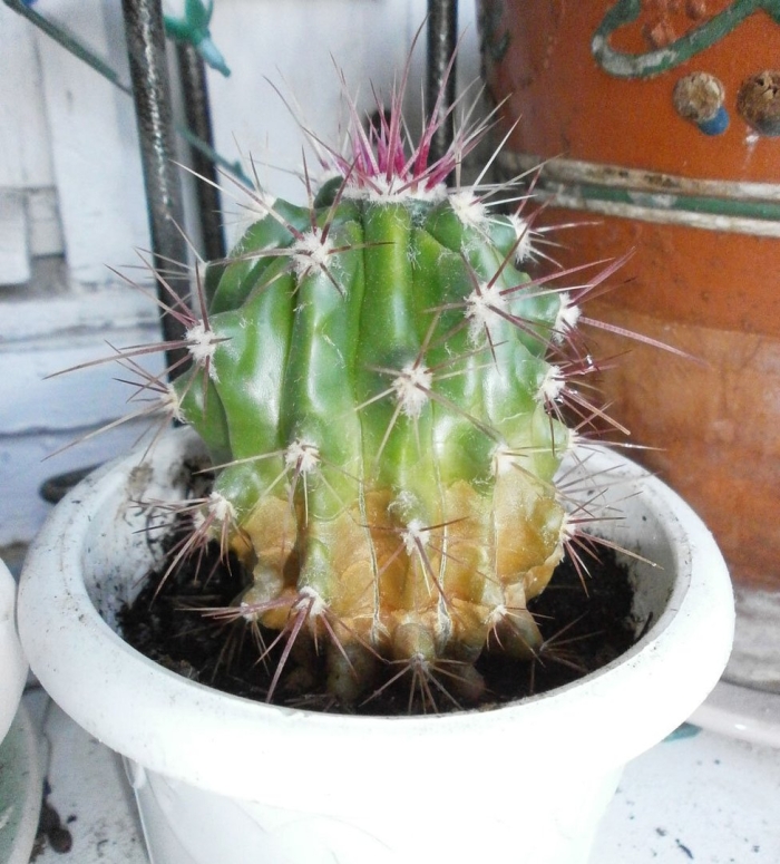 Кривой кактус