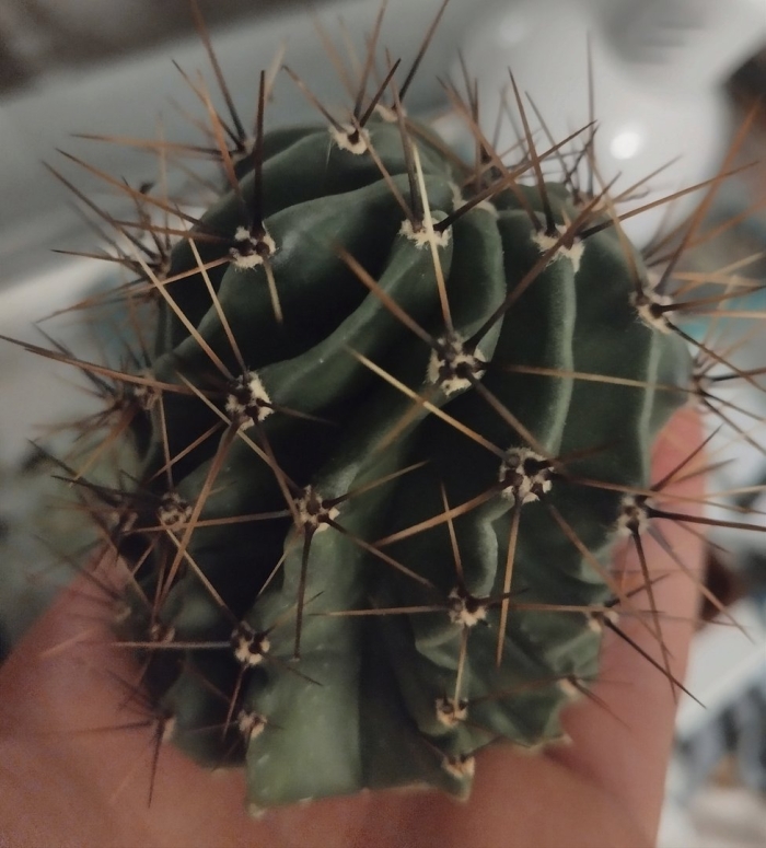 Кактус гниет