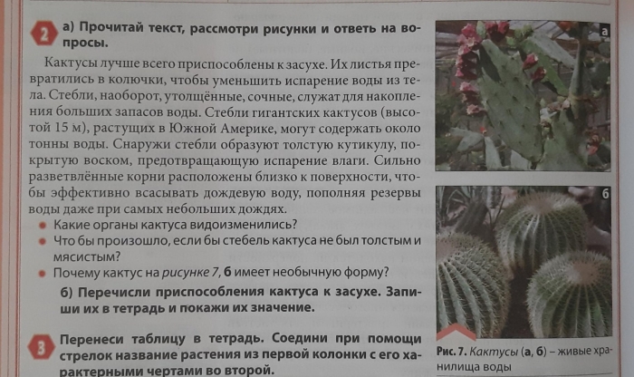 Адаптация кактуса