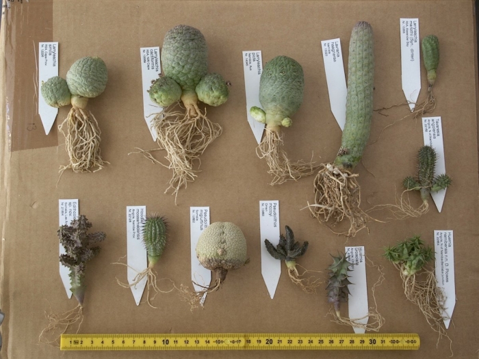 Кактус опунция корень