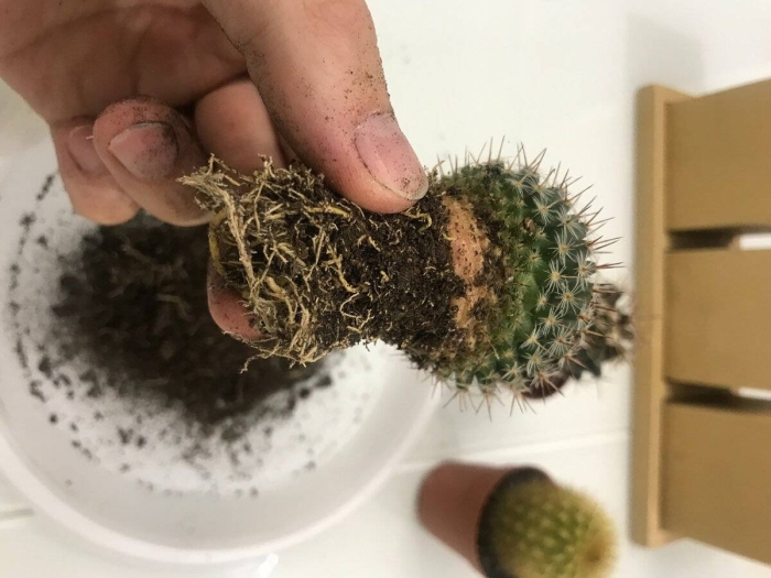 Маммиллярия кактус