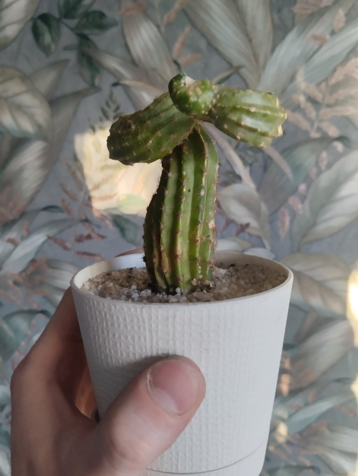 Корень кактуса