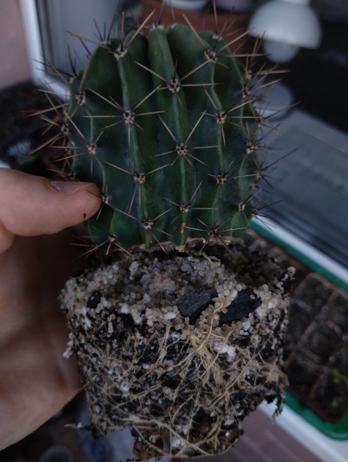 Кактус опунция корневая шейка