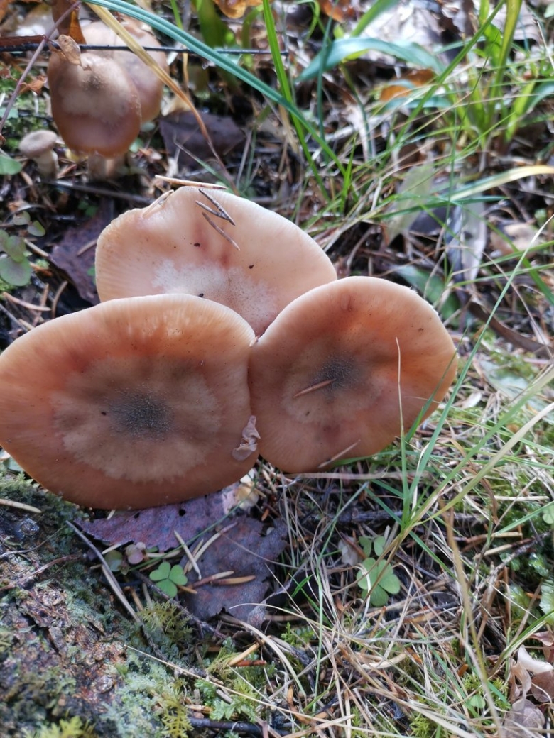 Опёнок луковичноногий