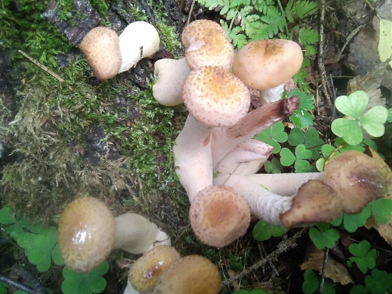 Опята Золотая Долина