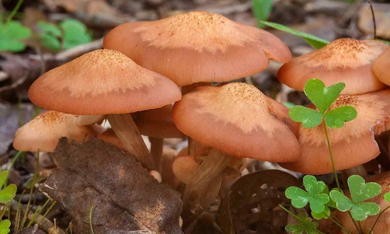 Опенок чеканный