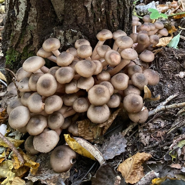 Гриб опёнок осенний