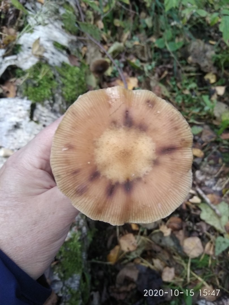 Опёнок луковичноногий