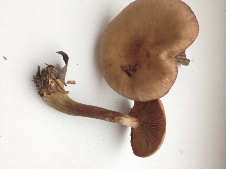 Опёнок луковичноногий