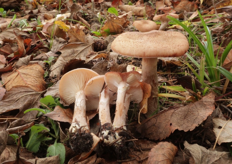 Armillaria cepistipes