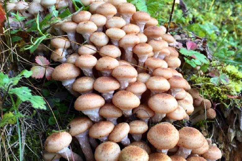 Приморский осенний опенок опёнок