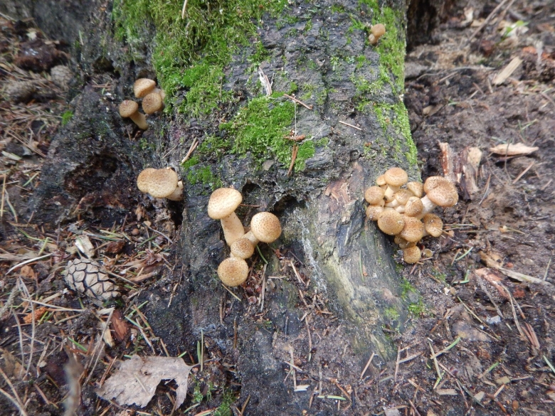 Опасный двойник белого гриба