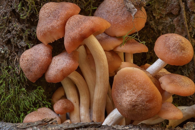 Опенок ссыхающийся Armillaria tabescens
