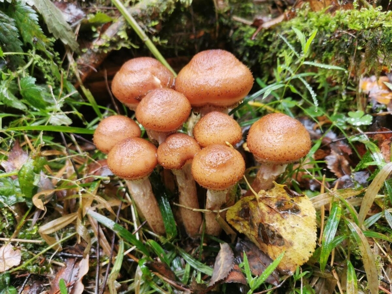 Опёнок луковичноногий