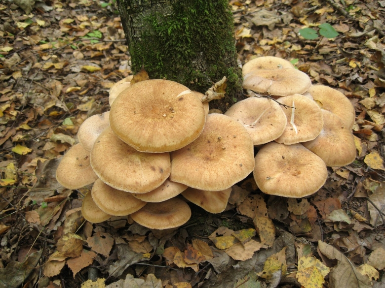 Опёнок осенний armillaria mellea