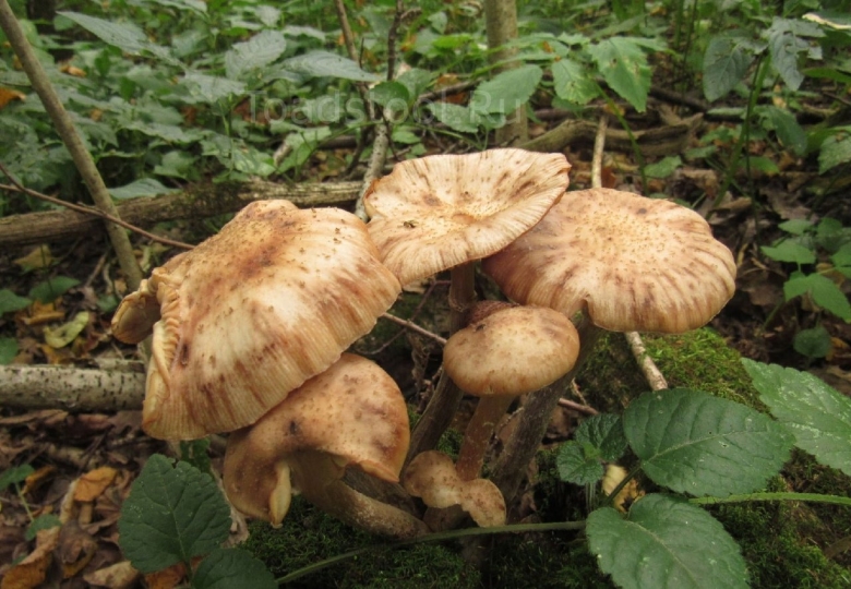 Armillaria cepistipes
