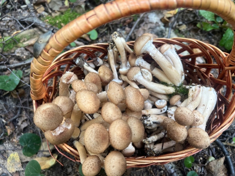 Опенок гриб