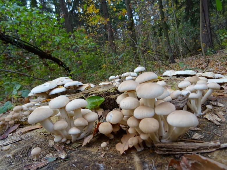 Опёнок Тополиный Cyclocybe aegerita