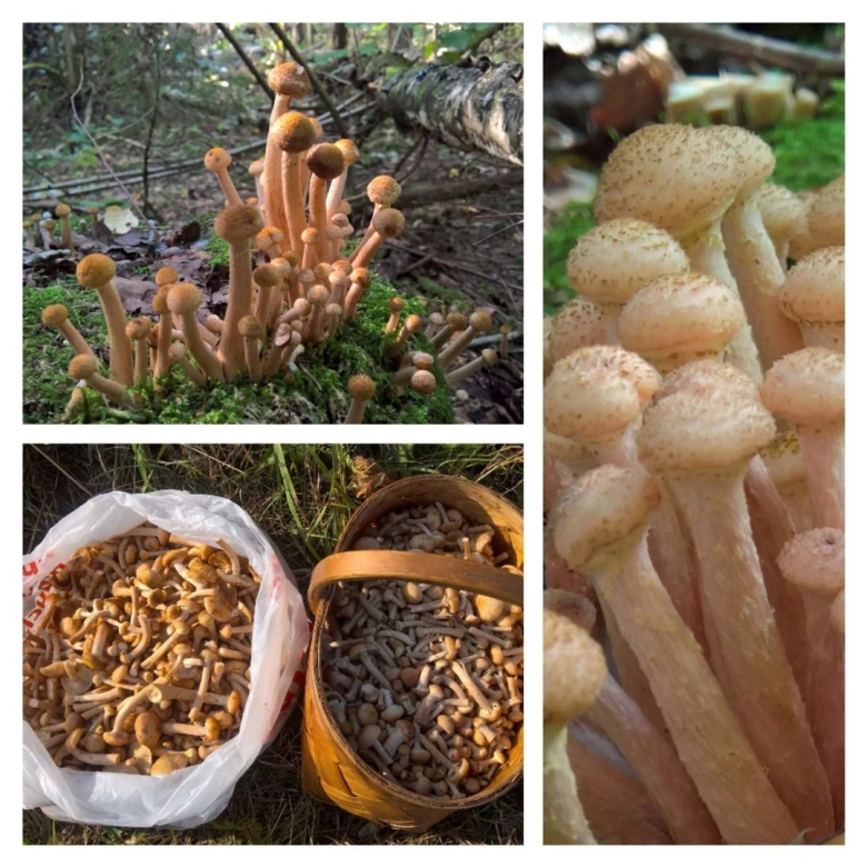 Опенок осенний луковичноногий