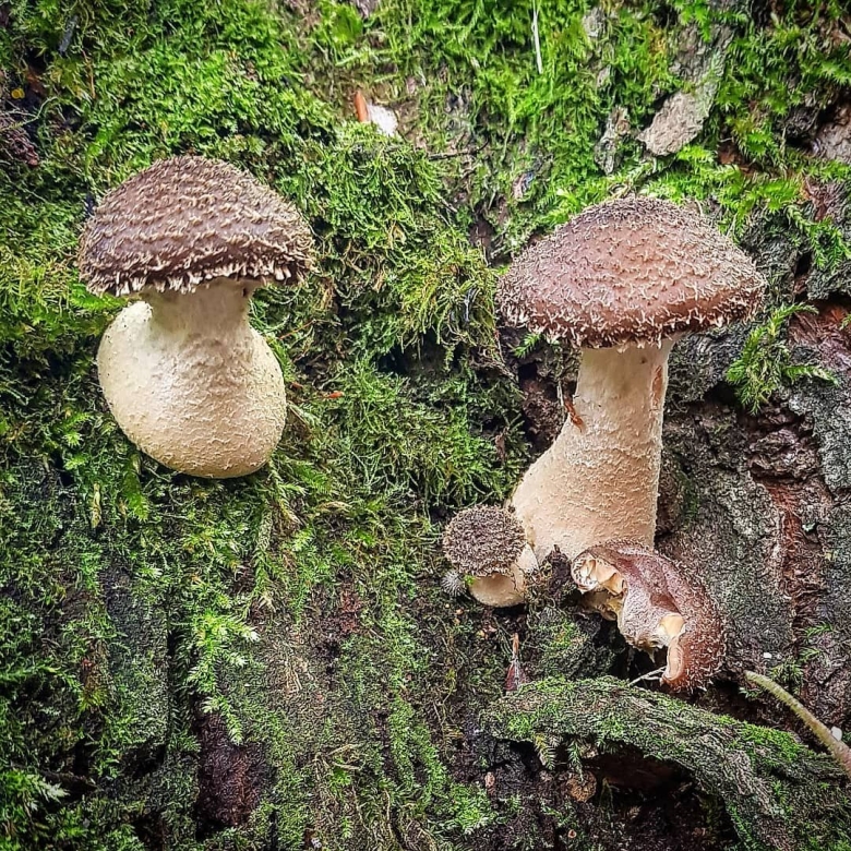 Опенок осенний луковичноногий