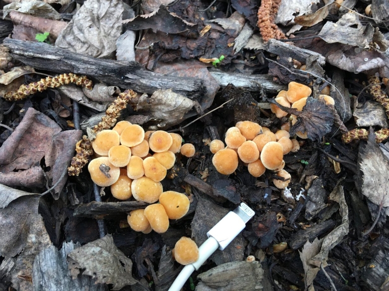 Гриб Armillaria ostoyae