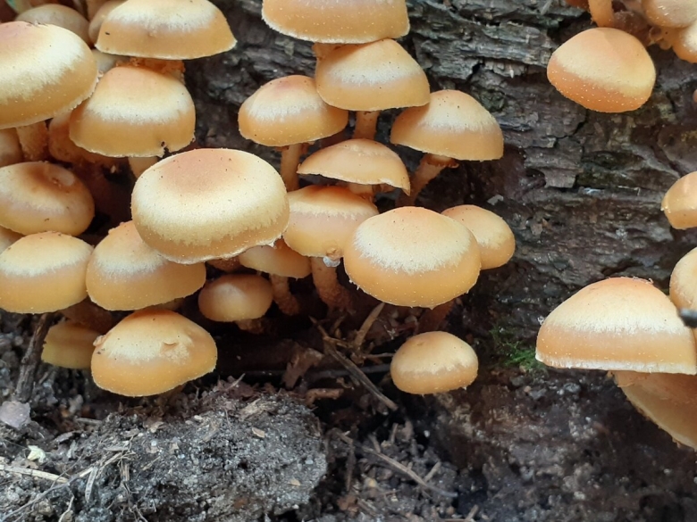 Декоративные живые грибочки