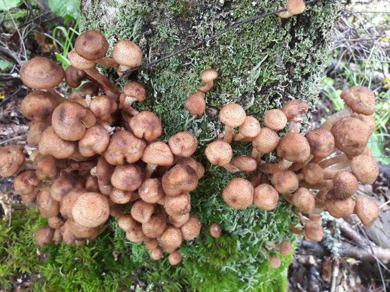 Опята осенние съедобные степные