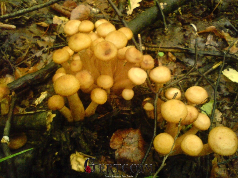 Опята в Ленинградской области