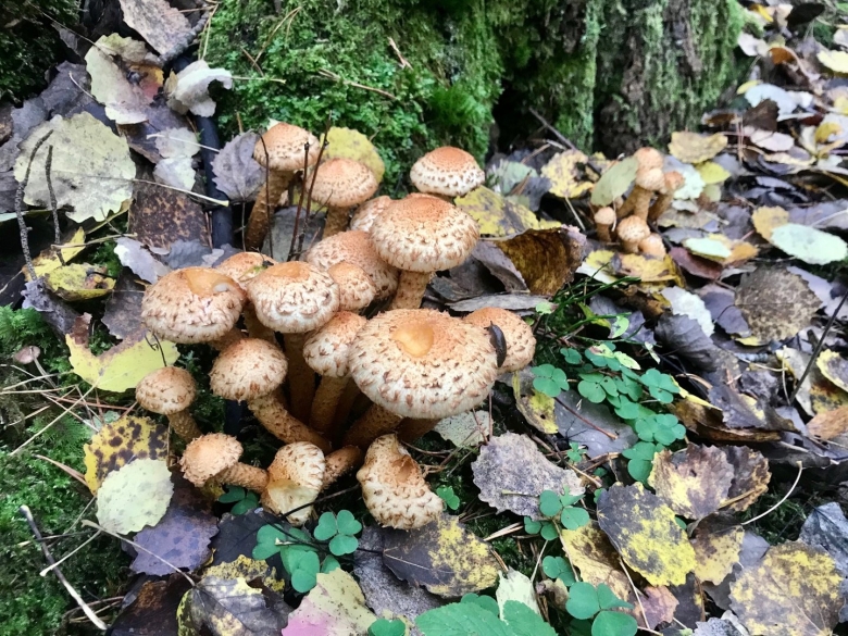 Успенские опята фото