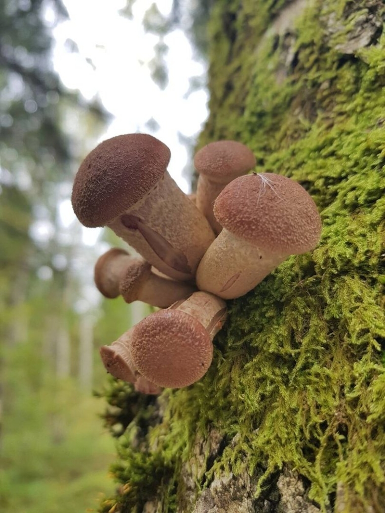 Опёнок луковичноногий