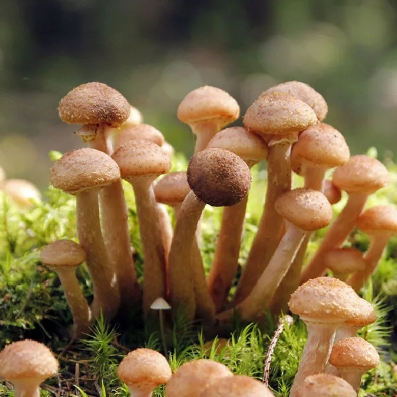 Еловый гриб отдел