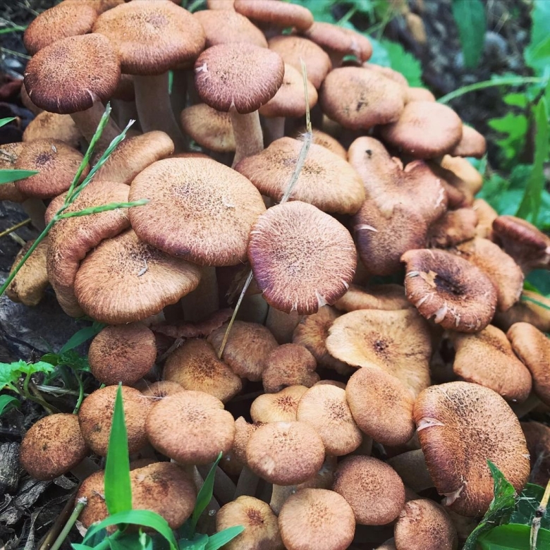 Опенок ссыхающийся Armillaria tabescens