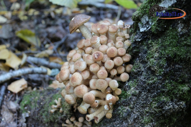 Опёнок луковичноногий